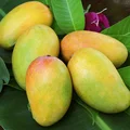 xoai-thanh-ca-ivivu