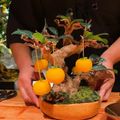 Món tráng miệng độc đáo với những viên kem yuzu được chef cắt từ trên cây đem xuống cho thực khách