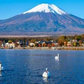 Yamanaka Swan Cruising ivivu 1