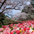 Công viên hoa Hamamatsu ivivu 1