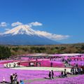 Fuji Shibazakura ivivu 1