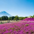 Fuji Shibazakura ivivu 2