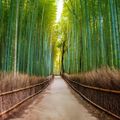 Rừng tre Arashiyama ivivu 1