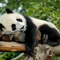 Vườn-gấu-trúc-ivivu