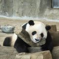 gấu-trúc-Thành-Đô-ivivu-2