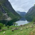 vinh-Nærøyfjord-ivivu-10
