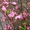 Đón xuân về, dân sành chơi hoa Tết đều biết đến 5 loại đào này