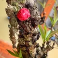 Đón xuân về, dân sành chơi hoa Tết đều biết đến 5 loại đào này