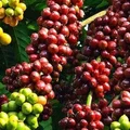 “Càn quét” 10+ món ngon Gia Lai, đặc sản Pleiku siêu hấp dẫn