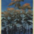 Ảnh trong bài