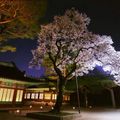 Cách tham quan 5 cung điện nổi tiếng ở Seoul miễn phí