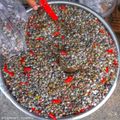 Ốc ruốc Đà Nẵng