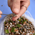 Ốc ruốc Đà Nẵng