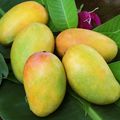 8 loại quả đắt nhất thế giới, có loại quả có mức giá bằng một nửa căn nhà