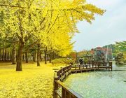 Khám phá đảo Nami đẹp đến nao lòng mùa thu vàng