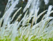 Kế bên Hoàng thành Huế có một bãi có tranh đẹp ngẩn ngơ