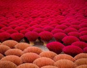 Làng hương Thủy Xuân - điểm nhấn mới lạ cho những ai có dịp ghé thăm xứ Huế mộng mơ