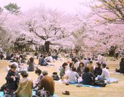 Trải nghiệm lễ hội hoa anh đào Hanami rưc rỡ nhất Nhật Bản
