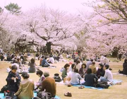 Trải nghiệm lễ hội hoa anh đào Hanami rưc rỡ nhất Nhật Bản