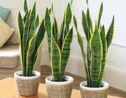 Những loại cây trồng trong nhà giúp thanh lọc không khí, đem lại phong thuỷ tốt
