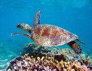 Chiêm ngưỡng Ningaloo - Rặng san hô đẹp nhất thế giới