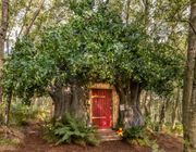 “Trải nghiệm” cuộc sống của gấu Pooh tại Airbnb