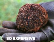Tại sao nấm Truffles lại đắt như vậy ?