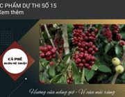 Đắk Lắk: Cuộc thi video clip giới thiệu về Cà phê Buôn Ma Thuột sẽ có 06 giải thưởng
