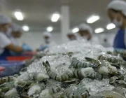 Xuất khẩu tôm sang Nhật Bản sẽ phục hồi vào tháng 12