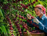 Nguồn cung suy yếu, xuất khẩu cà phê tiếp tục được lợi về giá