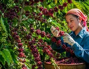 Nguồn cung suy yếu, xuất khẩu cà phê tiếp tục được lợi về giá