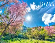 Kinh nghiệm du lịch Đà Lạt chi tiết A-Z cho người mới