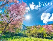 Kinh nghiệm du lịch Đà Lạt chi tiết A-Z cho người mới