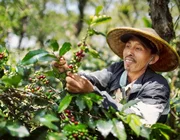 Giá cà phê Arabica tăng phi mã, xuất khẩu cà phê Việt Nam được lợi