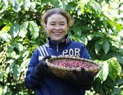 Giá xuất khẩu cà phê Arabica lập đỉnh 5 tháng