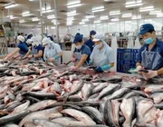 EU sẽ gỡ bỏ "thẻ vàng" IUU cho thủy sản Việt Nam trong 6 tháng tới?
