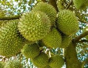 Đâu là lý do Bộ Nông nghiệp ban hành quy định chặn thu hoạch sầu riêng non?