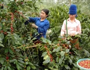 Chuẩn bị vào vụ mới, xuất khẩu cà phê dự kiến tăng trở lại
