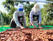 Giá Robusta duy trì đà tăng, xuất khẩu cà phê được lợi