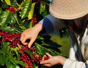 Nguồn cung được bổ sung, giá cà phê xuất khẩu quay đầu giảm