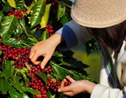 Nguồn cung được bổ sung, giá cà phê xuất khẩu quay đầu giảm
