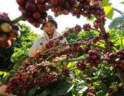 Giá cà phê cao nhất 5 tháng, xuất khẩu cà phê có cơ hội tăng tốc