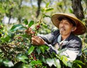 Giá cà phê Arabica tăng phi mã, xuất khẩu cà phê Việt Nam được lợi