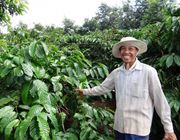 Áp lực từ nguồn cung, giá xuất khẩu cà phê Arabica tăng mạnh trở lại