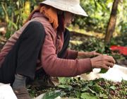 Đắk Lắk: Bà H Ner Niê hơn 20 năm gắn bó với cây Cà phê
