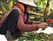 Đắk Lắk: Bà H Ner Niê hơn 20 năm gắn bó với cây Cà phê
