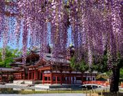 Tour Nhật Bản 6N5Đ: Chiêm ngưỡng sắc tím mùa hoa tử đằng đẹp mê hoặc ở Osaka