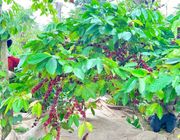 Đắk Lắk: Nhiều nội dung đặc sắc tại Lễ hội Cà phê Buôn Ma Thuột lần thứ 8 năm 2023