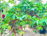 Đắk Lắk: Nhiều nội dung đặc sắc tại Lễ hội Cà phê Buôn Ma Thuột lần thứ 8 năm 2023