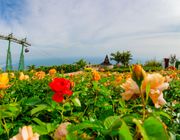 Ngắm hoa hồng khoe sắc trên đỉnh Bà Đen